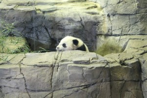 The most important news ever: New baby panda Bao Bao makes her public debut
