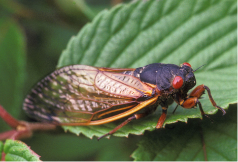 Brood V Cicadas will be reappearing after 17 years underground.