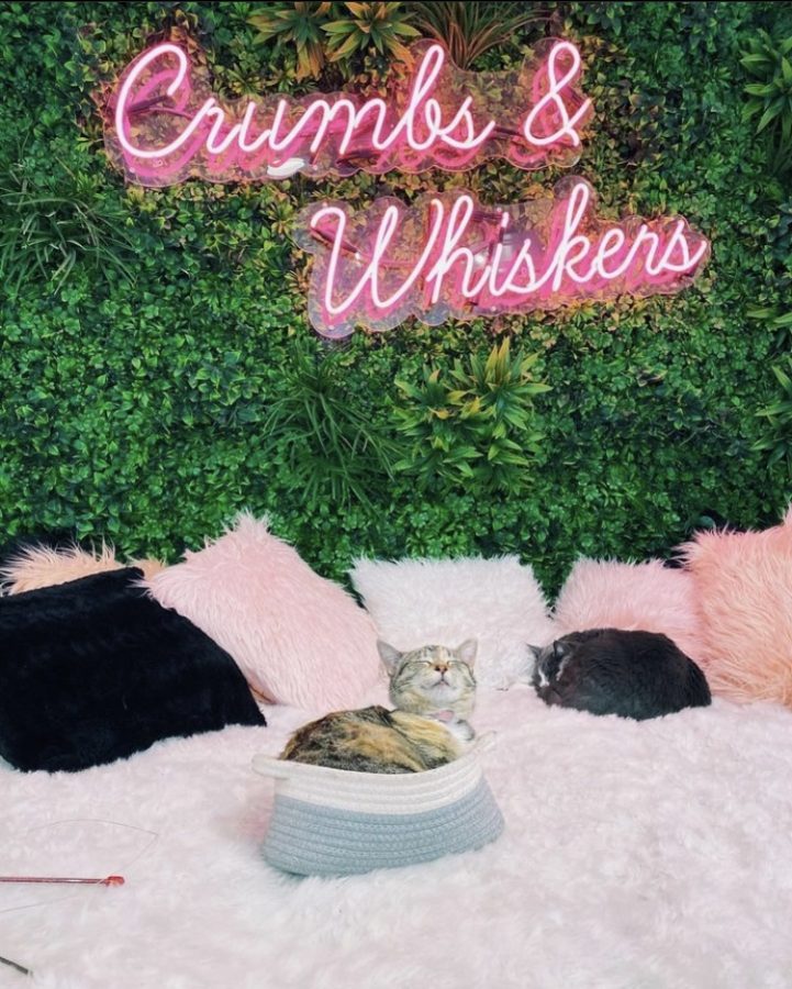 Crumbs and Whiskers houses cuddly kittens and offers delicious drinks and food to enjoy with a significant other on Valentines Day. 
