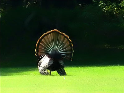 President Obama pardons turkey