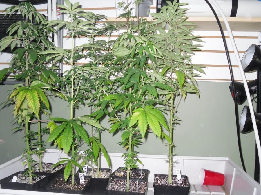 This is how people grow marijuana in their homes.