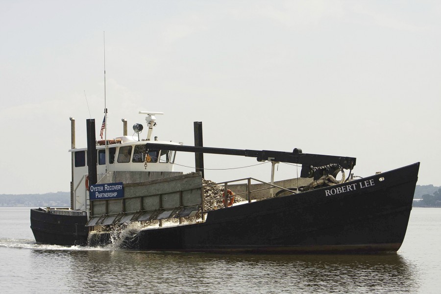 The Robert Lee restores oyster habitats in the Bay with recycled oyster shells.