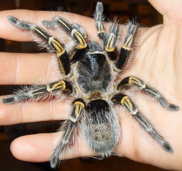 A Choco Golden Knee Tarantula, part of the Saoutis Flock. 