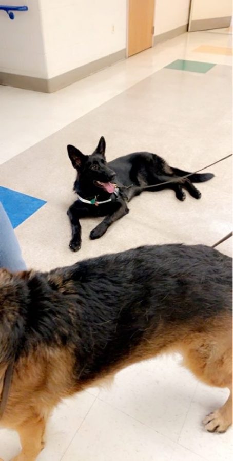 Therapy dogs were at school Tuesday and Thursday roaming the halls and provided a much needed stress relief for students.