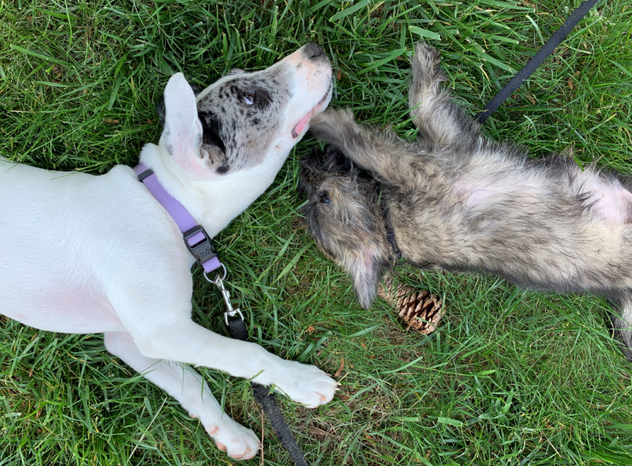 Animal Fostering and pet adoption has increased greatly over the course of the Coronavirus pandemic with one family adopting 2 dogs, 6 month old Poppy (on the left) and 11 week old Pico (on the right).