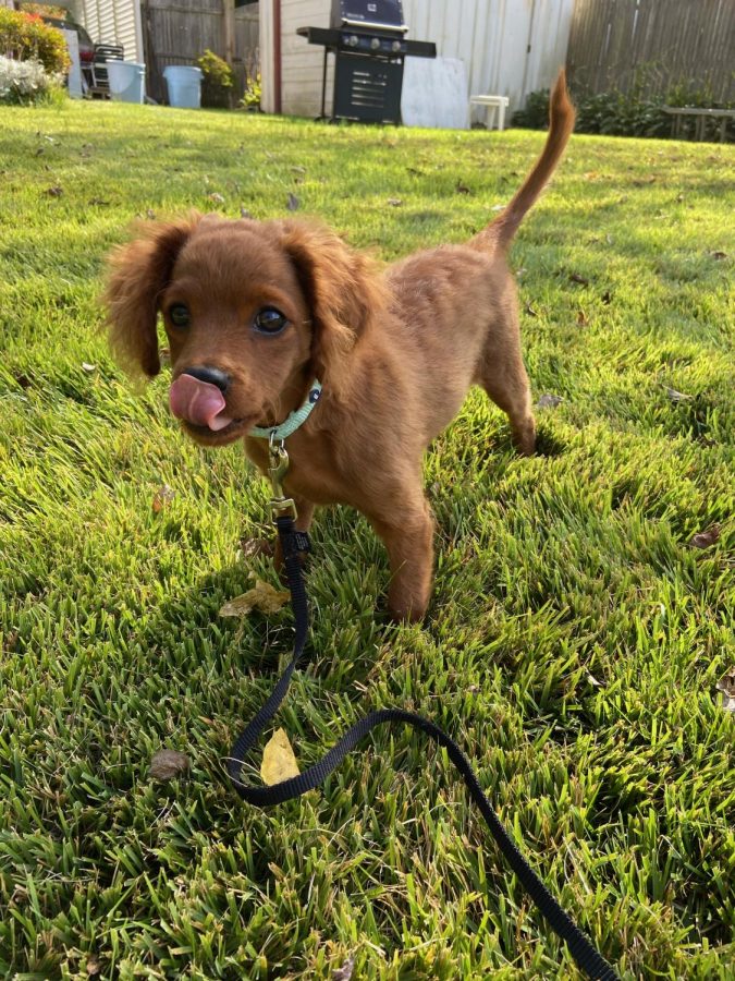 Since Sammy is still a young puppy, she requires a lot of exercise. The Kutsons take her outside multiple times a day and she absolutely loves it. 