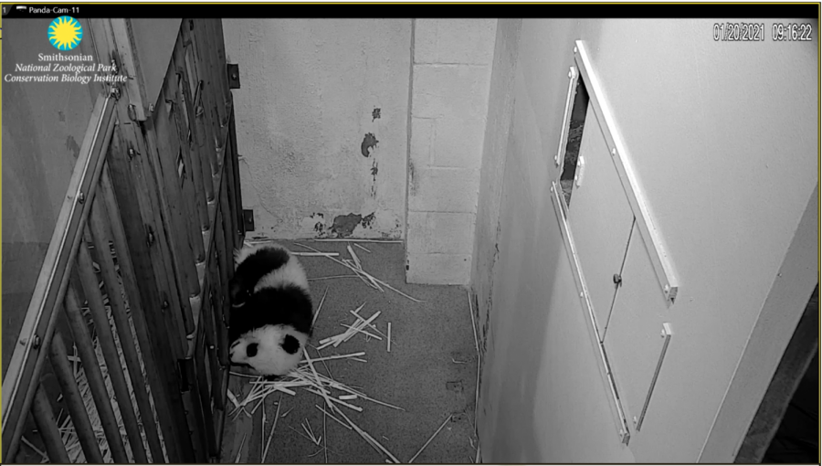 The Smithsonian National Zoo has live cameras for several animal exhibits (https://nationalzoo.si.edu/webcams). Pictured here is a screenshot of the adorable baby panda Xiao Qi Ji sleeping on the stream. 