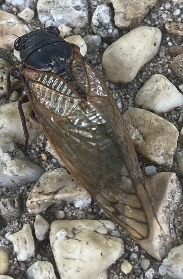 Cicadas emerge every 17 years to reproduce, and some people seize the opportunity to try them. 