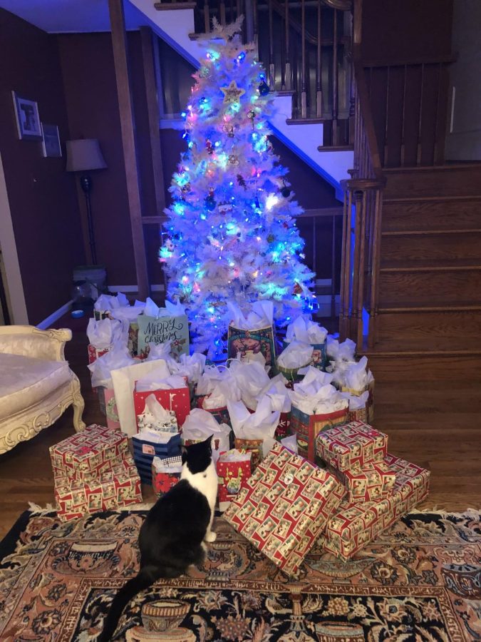 A classic christmas tree surrounded by presents brings joy and excitement to the whole family, even the cat!