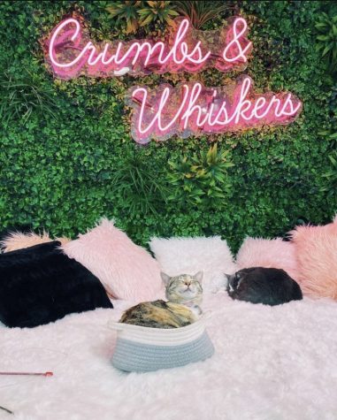 Crumbs and Whiskers houses cuddly kittens and offers delicious drinks and food to enjoy with a significant other on Valentines Day. 