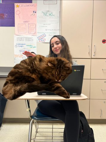 WCHS junior Julia Levi affectionately pets her cat, Samba, as she does her schoolwork. She feels much less stressed now.