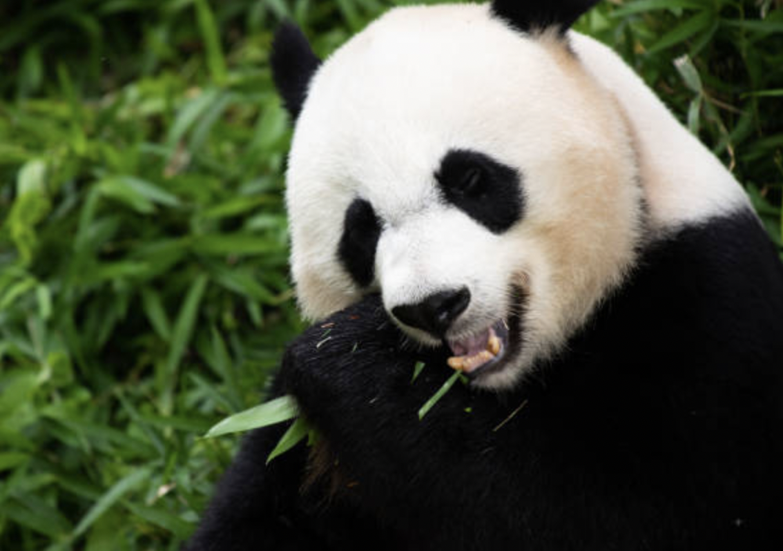 Mei+Xiang+happily+chews+on+a+bamboo+shoot+at+the+National+Zoo.+She+is+one+of+the+three+pandas+set+to+return+to+China+later+this+year.