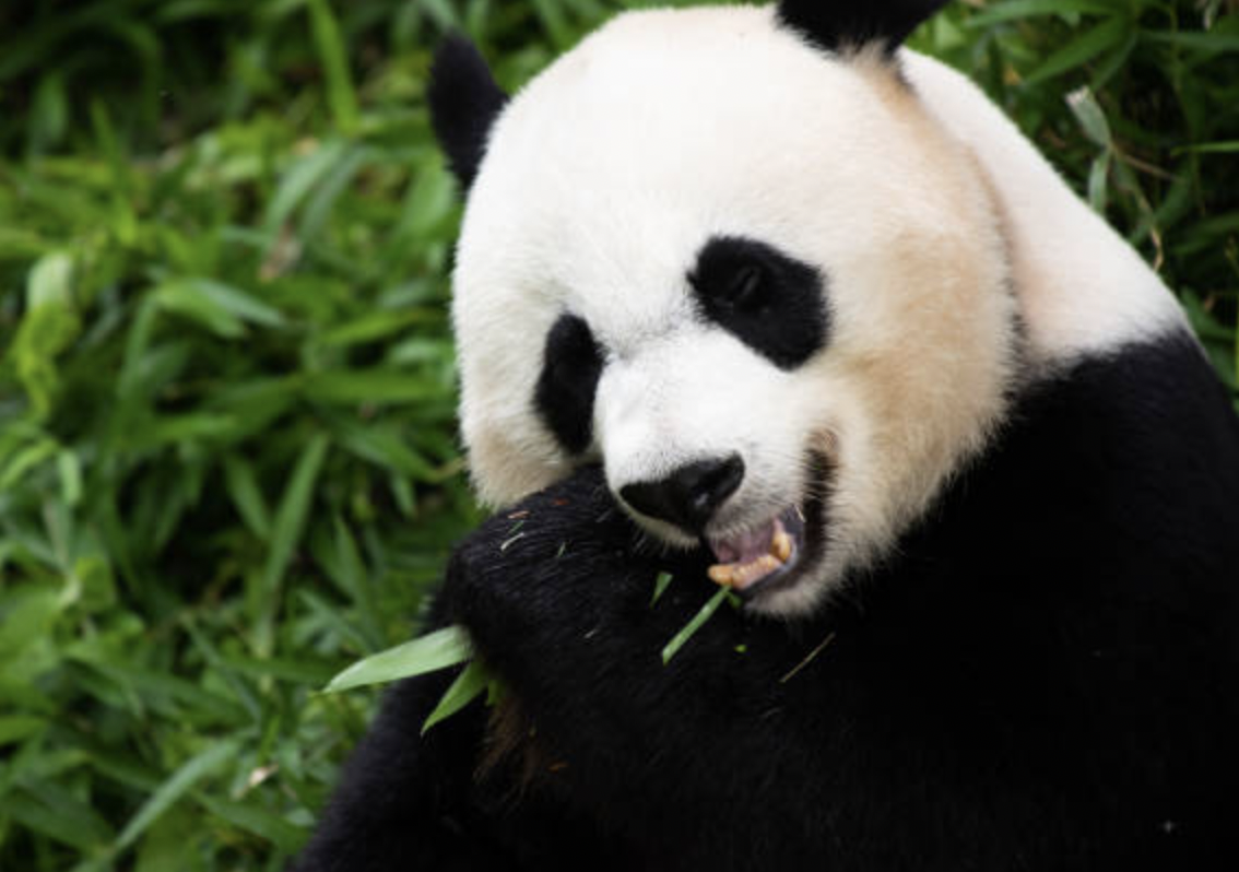 Mei Xiang happily chews on a bamboo shoot at the National Zoo. She is one of the three pandas set to return to China later this year.