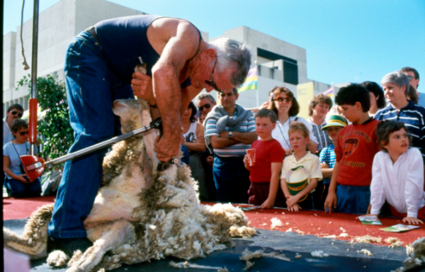 Sheep being shorn in front of a group of amazed spectators, as the shearer pulls the sheep into a sitting position by its cloven hoof.