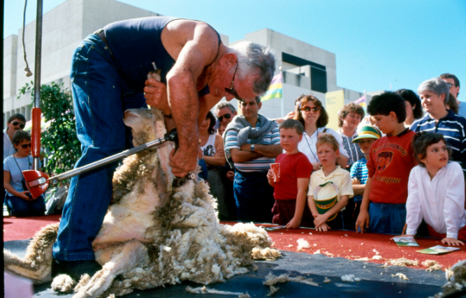 Shave away a weekend at the Maryland Sheep Festival